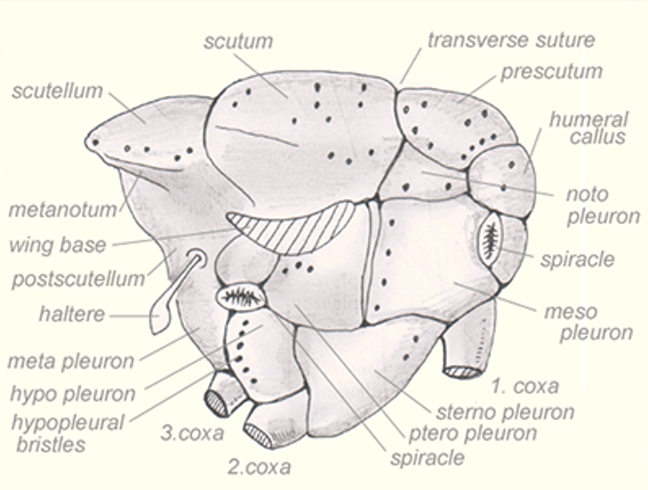 a diagram showing the locations of bristles on the thorax of higher flies