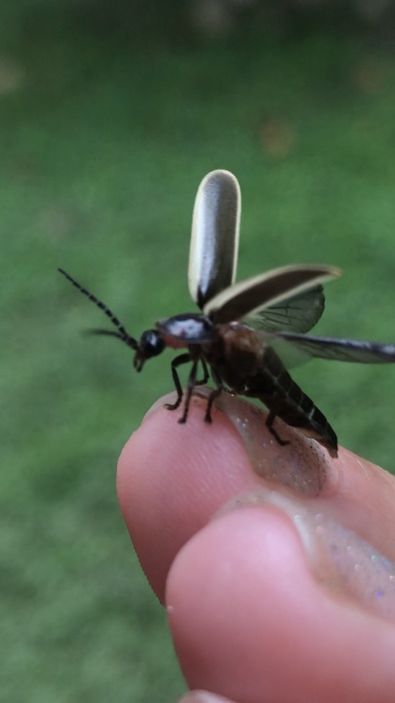 a firefly taking off from someone's hand