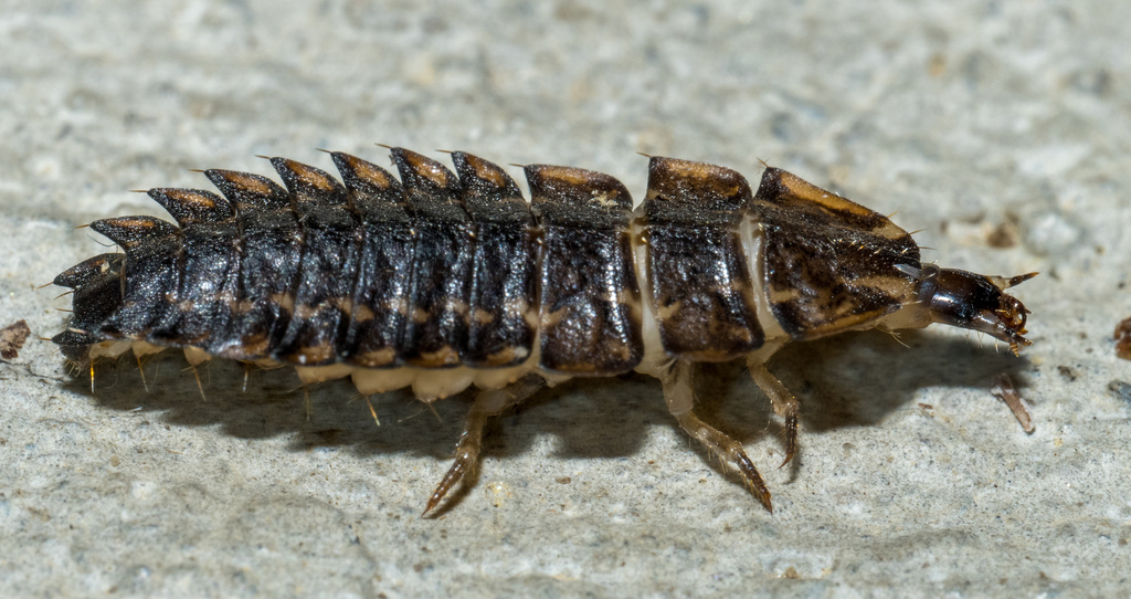 a firefly larva looking fierce