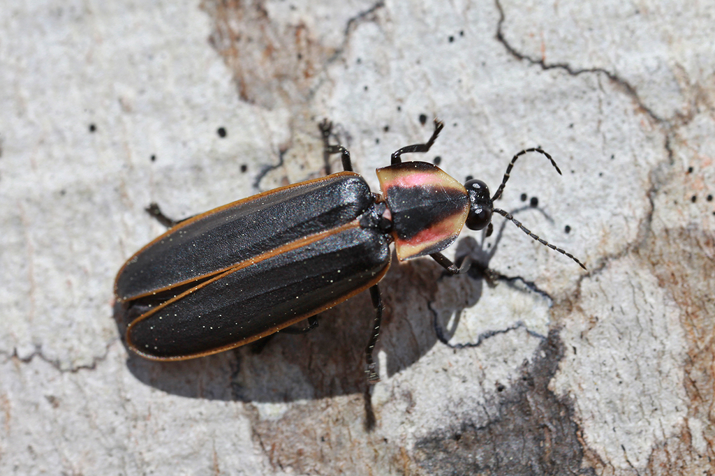 an adult firefly on a white surface